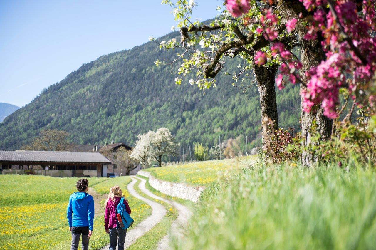 calexfilz_frhling_wandern_31263533197_o